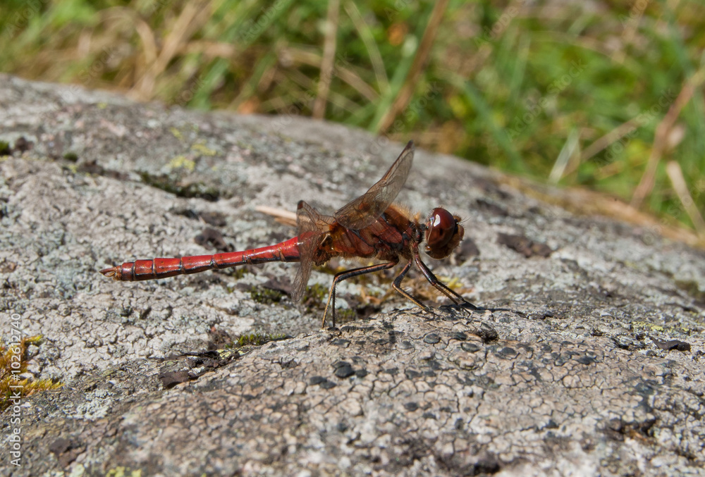 Dragonfly Ruddy Darter (Sympetrum sanguineum) on rock. Dragonfly Ruddy Darter (Sympetrum sanguineum) on rock.