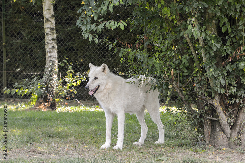 Loup arctique Loup arctique
