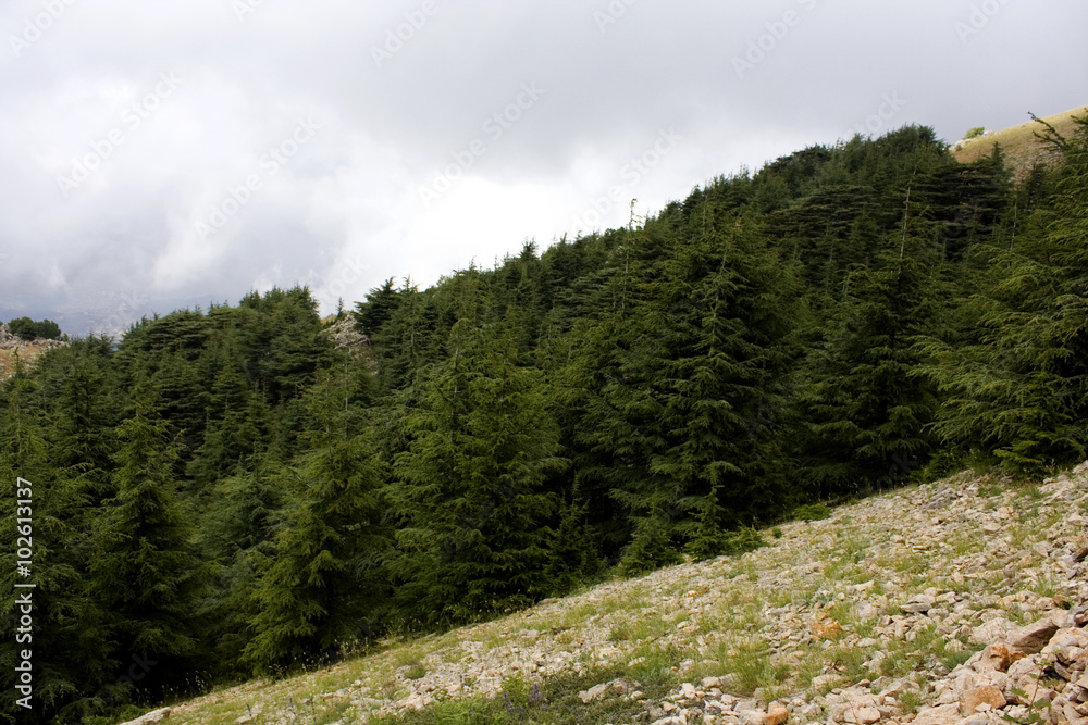 Obraz premium Mountains of Lebanon were once shaded by thick cedar forests and the tree is the symbol of country. After centuries of persistent deforestation, extent of these forests has been markedly reduced