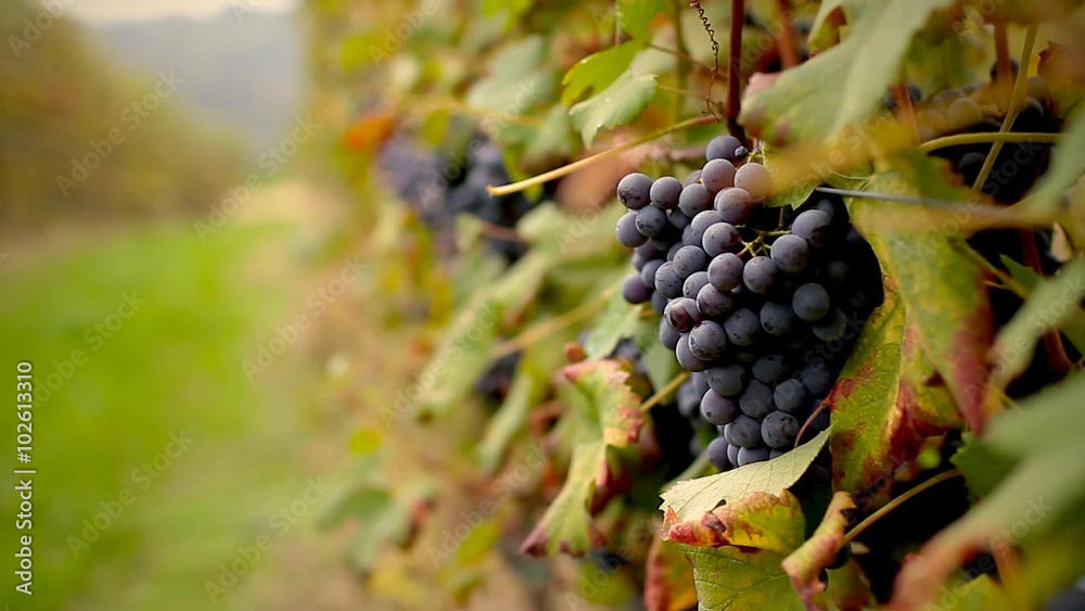 Uva nella vigna