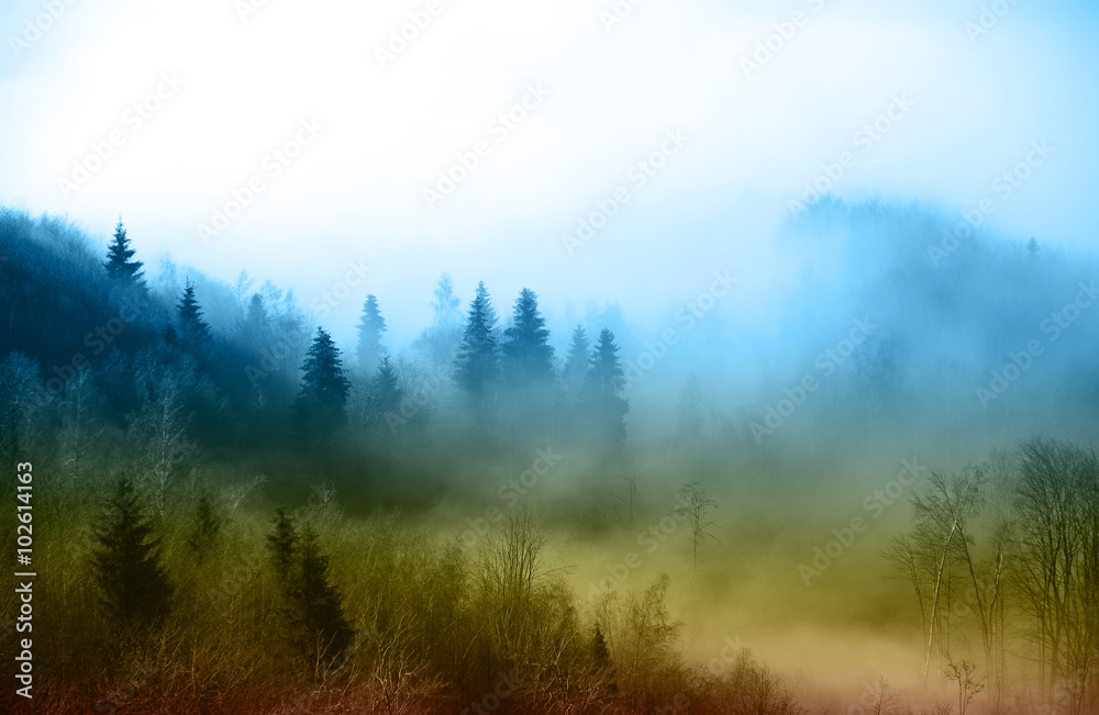 Forest in fog Forest in fog