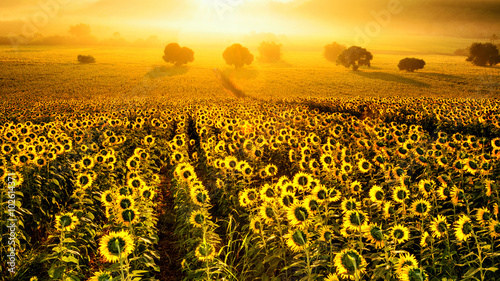 field of blooming sunflowers on a background sunset Thailand.