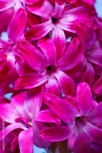 A macro shot of some pink hyacinth blooms © shakim888