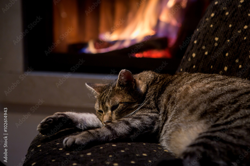 cat in front of a fireplace