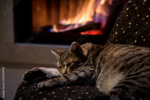 Obraz na płótnie cat in front of a fireplace
w salonie