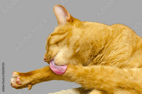 A cat grooming itself. photo