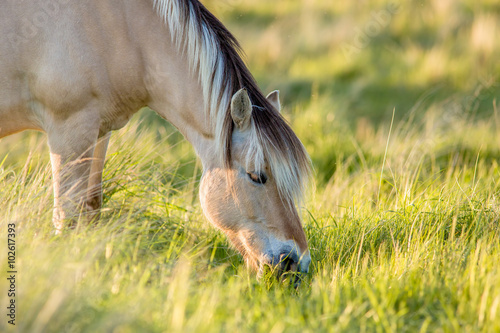 a fjord horse is eating from high grass in a nature environment during golden hour.