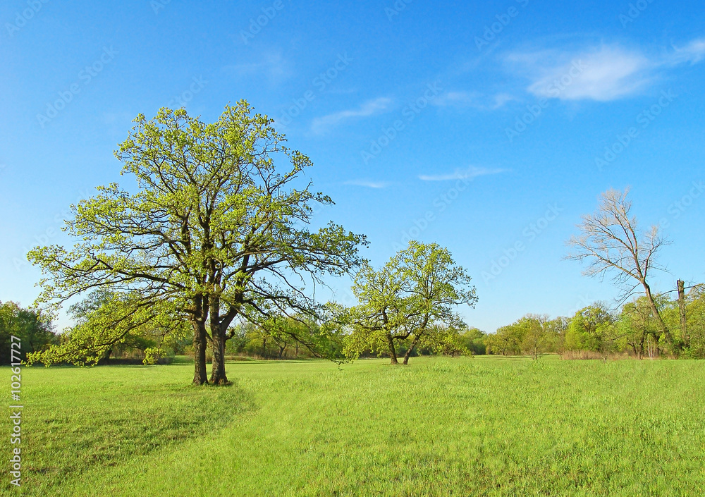 Fototapeta premium Spring oak tree
