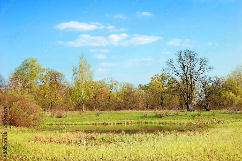 Fototapeta premium Spring tree and lake