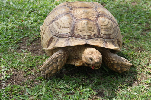 Turtle, year 2015