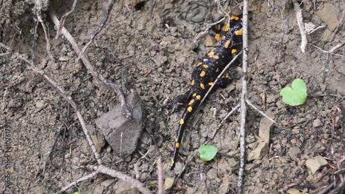 Wallpaper Mural Fire salamander (Salamandra salamandra) Torontodigital.ca