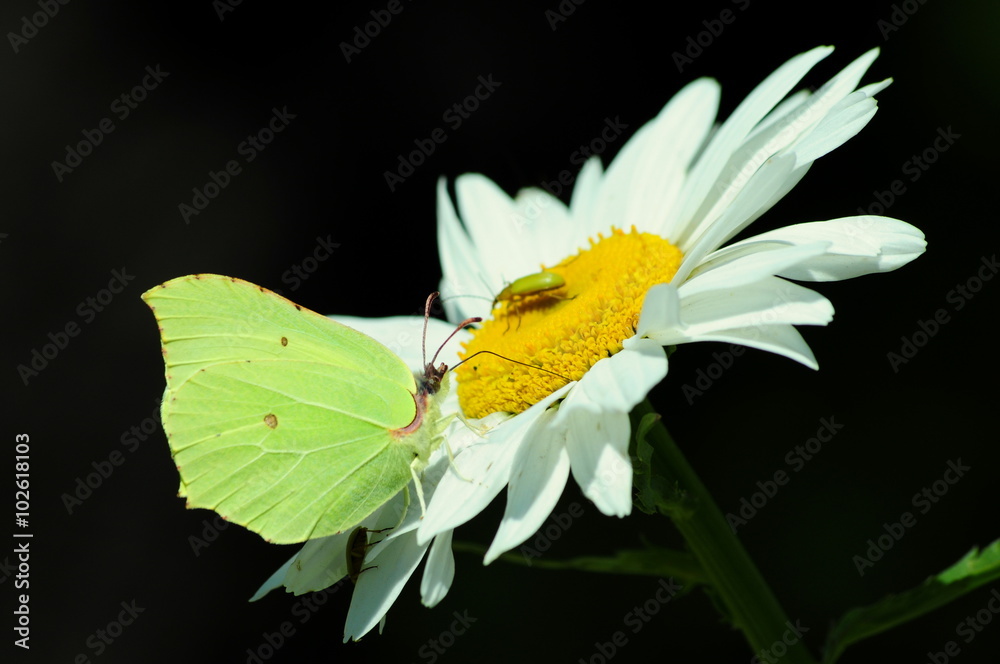 butterfly and worm
