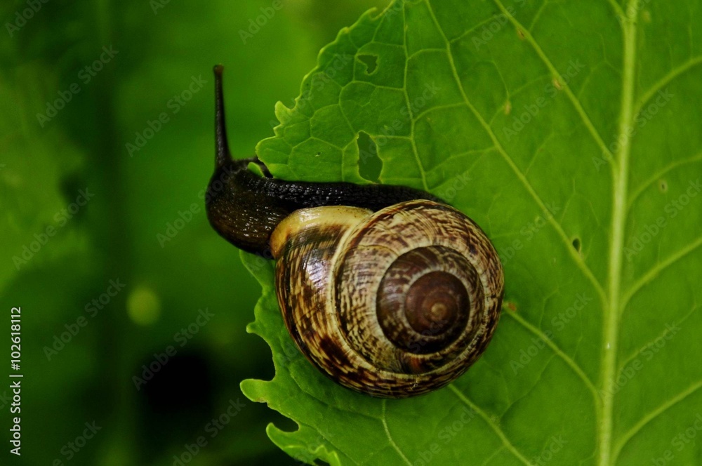 Snail on the leaf