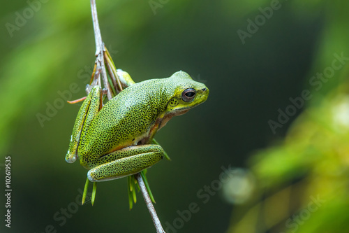 A green tree frog is hanging on a branch in front of a blurred background.