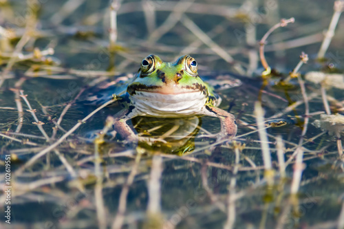 A green frog with big eyes is looking happy and smiling while it swims above some water plants.