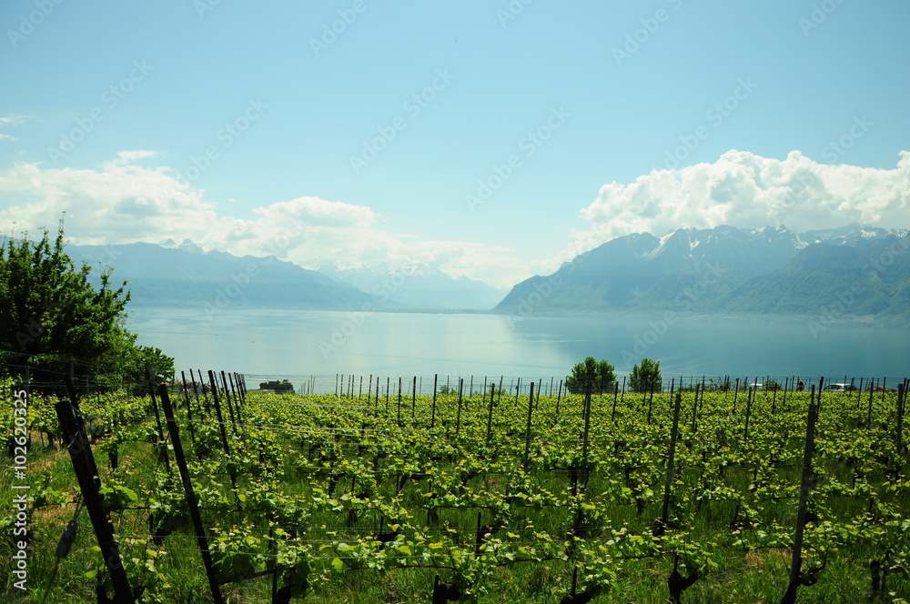Vineyard in switzerland