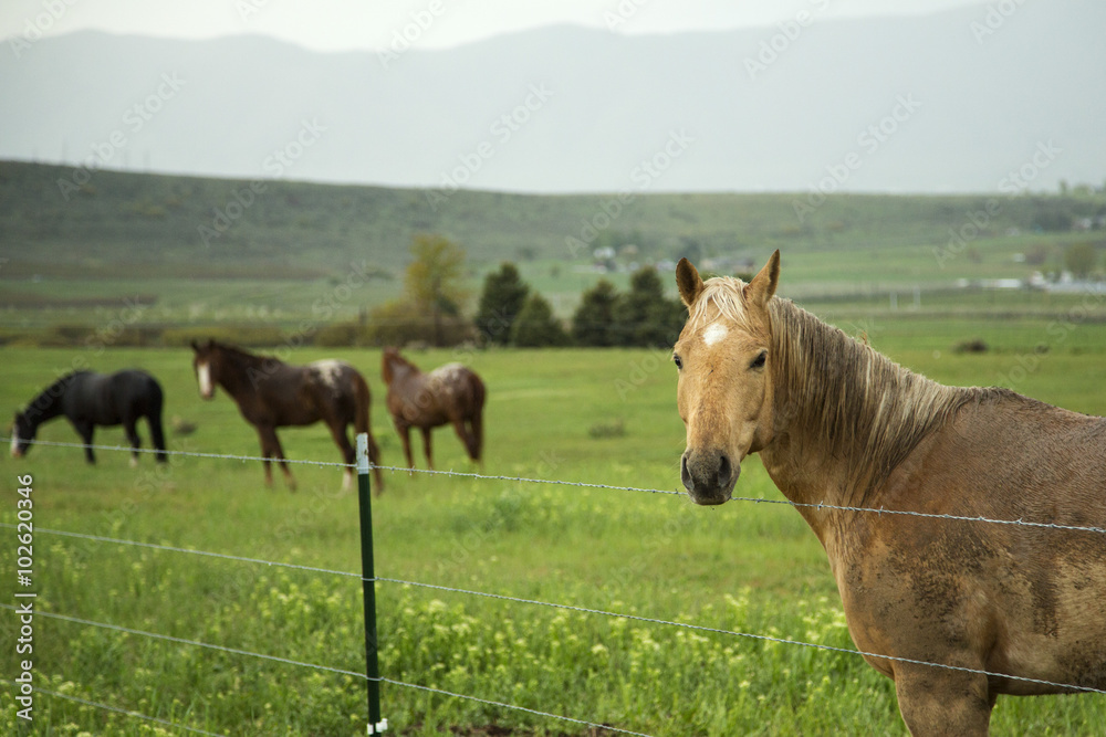 A horse stands at a fence while a heard of horse linger in the background of a spring morning