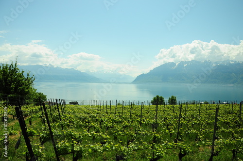 Obraz na płótnie Vineyard in switzerland w salonie