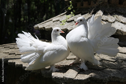 Two doves, Thailand, year 2015
