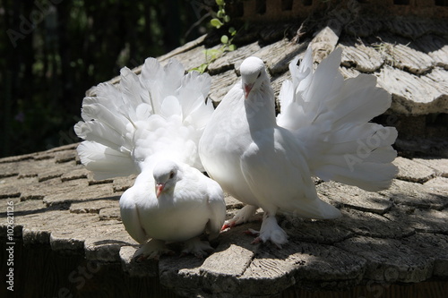 Two doves, Thailand, year 2015