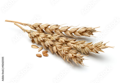 Leinwand Poster wheat ear isolated on white background cutout