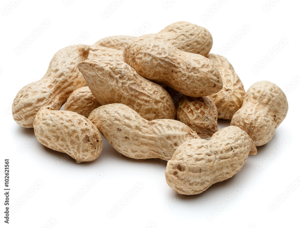 peanut pod or arachis isolated on white background cutout peanut pod or arachis isolated on white background cutout