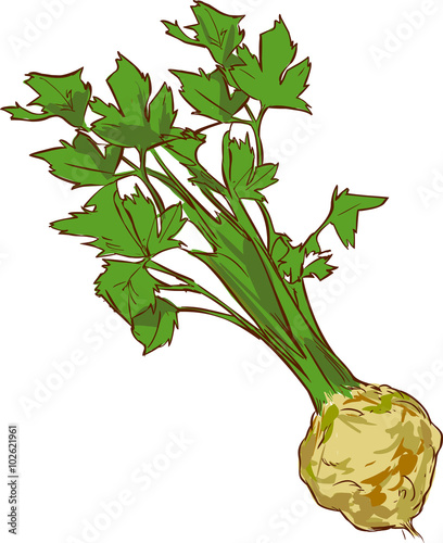 white background vector illustration of a healthy vegetable cele