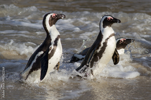 Jackass Penguins emerging from water, Cape Town, South Africa