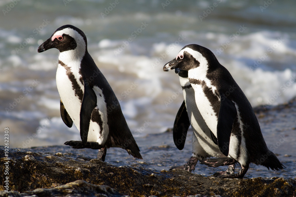 Obraz premium Jackass Penguins on the trot, Cape Town, South Africa