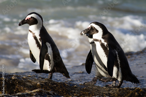 Jackass Penguins on the trot, Cape Town, South Africa