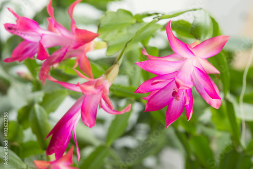 home cactus flowers Schlumbergera