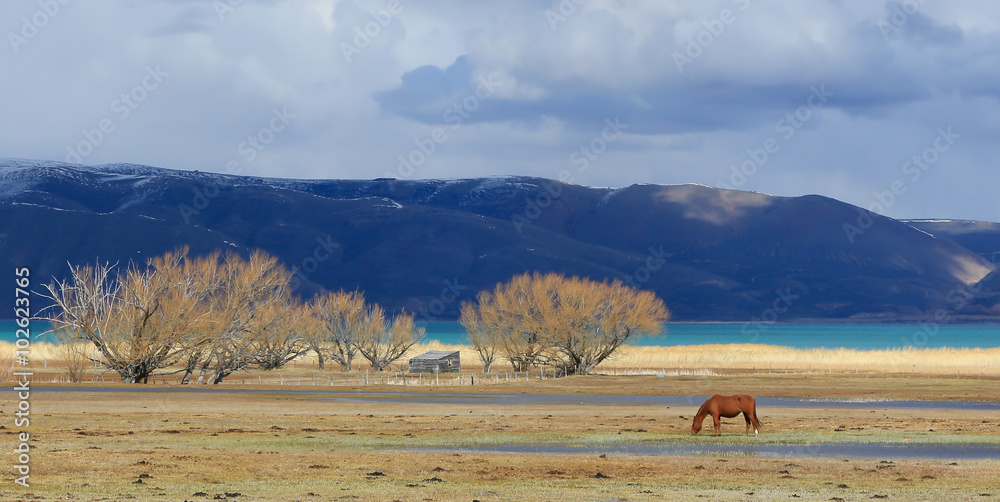 Fototapeta premium Hungry Horse