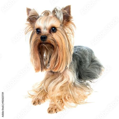 Yorkshire terrier, isolated on white.