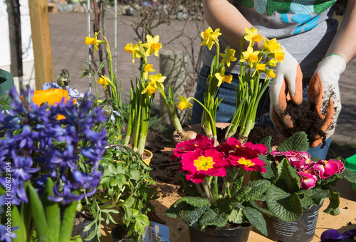 Fototapeta Naklejka Na Ścianę i Meble -  Frühling. Einpflanzen von Frühlingsblumen im Garten.