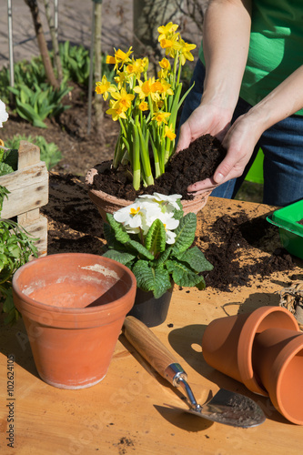 Gartenarbeit im Frühjahr - Einpflanzen von Narzissen zum Osterfest als Dekoration.