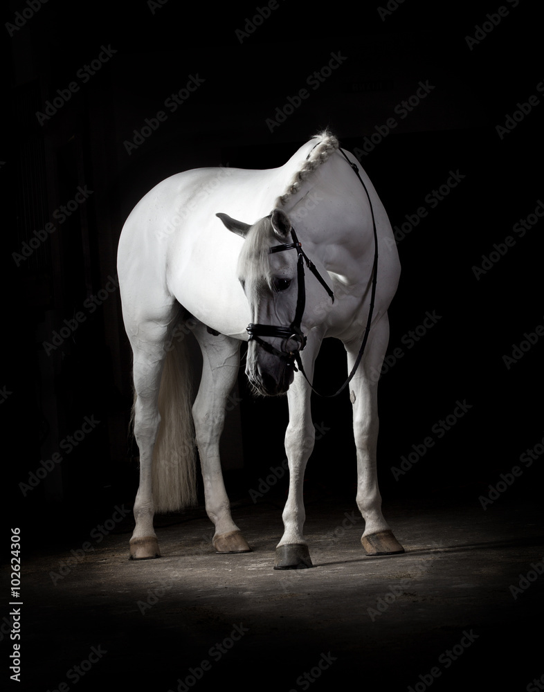 Fototapeta premium White horse on black background