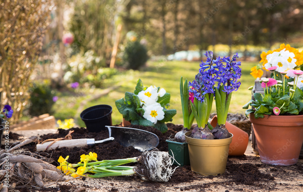 Gartenarbeit im Frühling. Farbenfrohe einjährige Blumen im Garten. - obrazy, fototapety, plakaty 