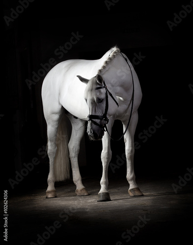 White horse on black background