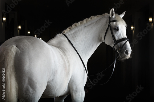 White horse on black background photo