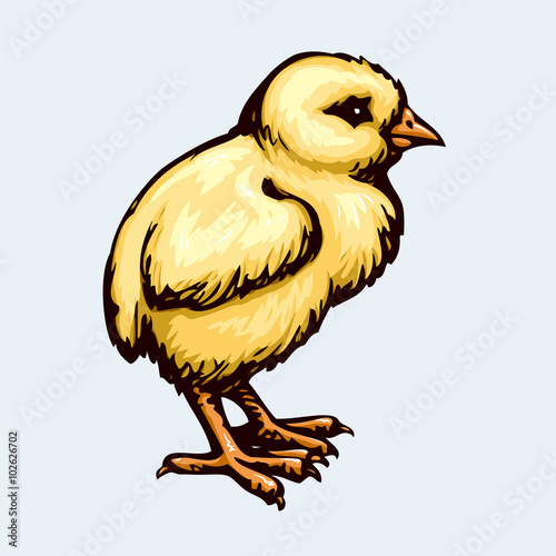 Chick. Vector drawing