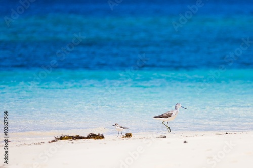 Sea bird tropics