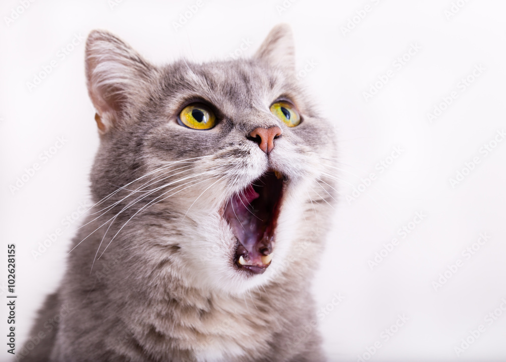 Fototapeta premium Szary kot podnosi wzrok, miaucząc i szeroko otwierając usta