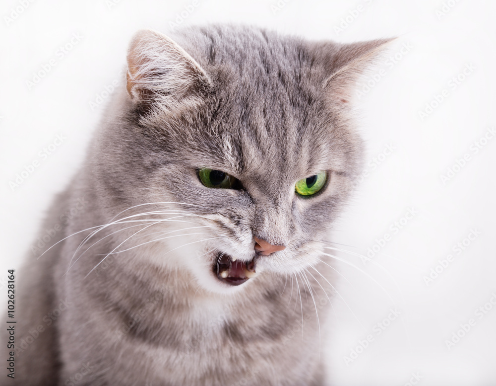 The angry gray cat with green eyes looks down, having blinked th