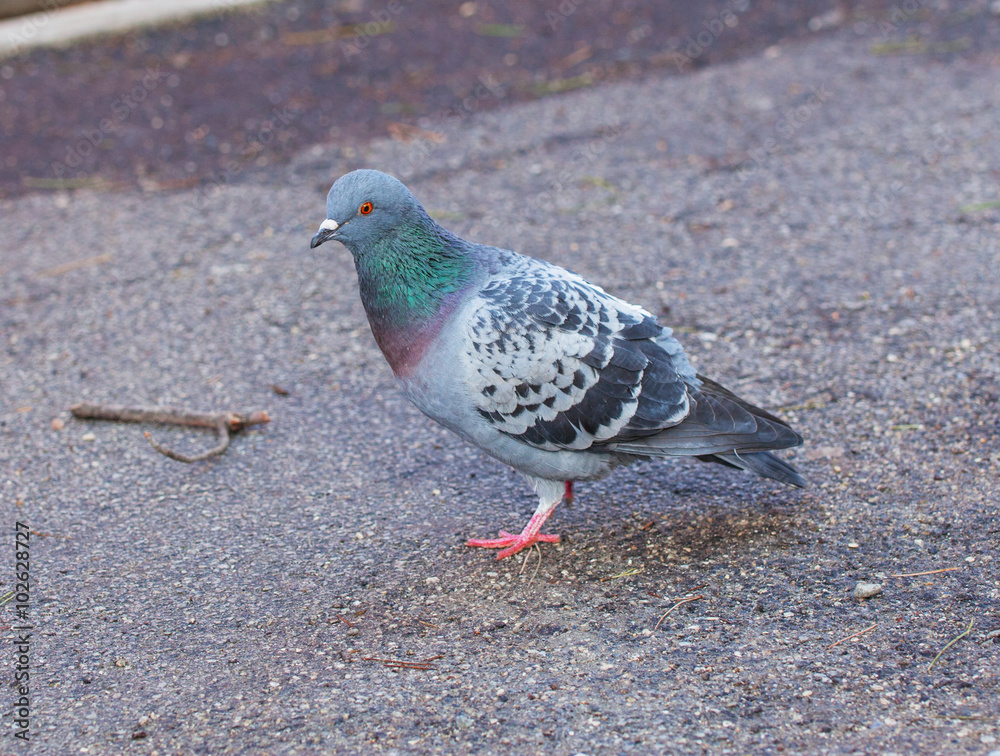 Dove on asphalt. Dove on asphalt.