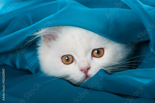 Фотография Weißes Kätzchen