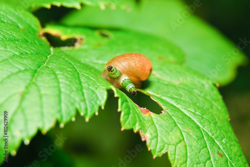 Snail Antara affected by parasite Leucochloridium paradoxical photo