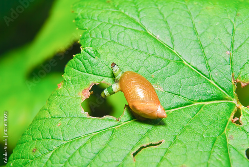 Billede på lærred Snail Antara affected by parasite Leucochloridium paradoxical