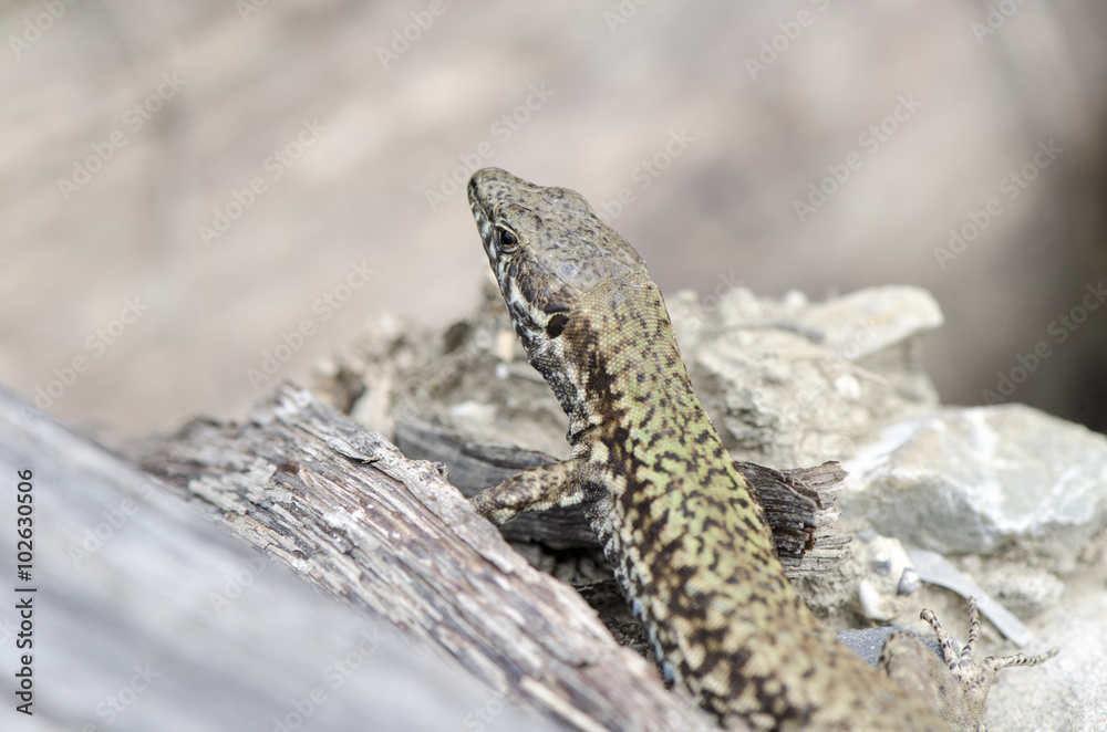 Lizard on the rocks