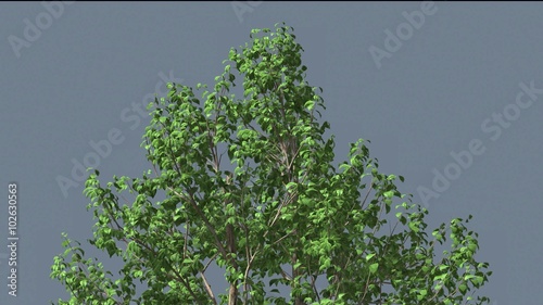 Korean Stewartia Swaying Tree Swaying at the Wind with its Green Leaves Computer Generated Animation