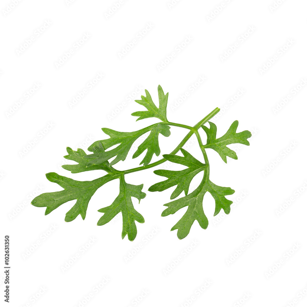 Green coriander leaves close-up on white Green coriander leaves close-up on white